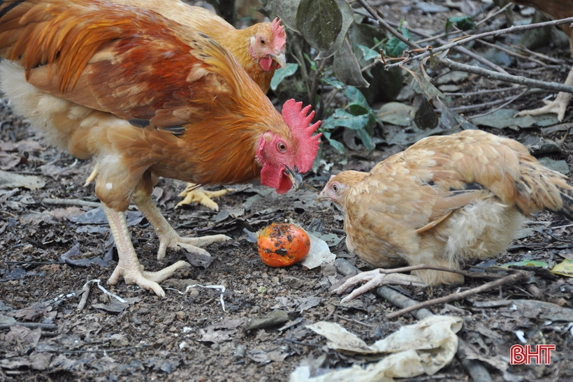 Bên dưới, ông Hòa nuôi đàn gà lên đến 3.000 con vừa chăn nuôi, vừa cung cấp phân bón cho cây.