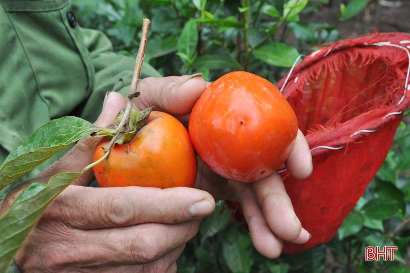 Hồng trứng có thể để chín tự nhiên, khi ăn quả dẻo, ngọt và thơm.