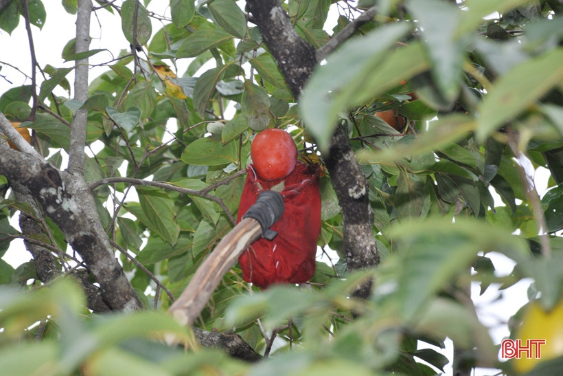 Phần lớn cây hồng trong vườn nhà ông Hòa là hồng trứng, quả tròn, ít hạt.
