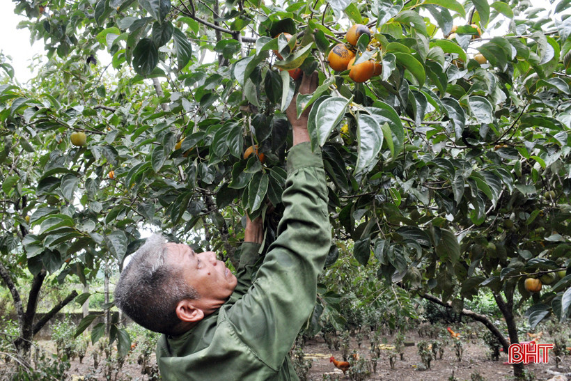 Hồng chín dễ hái, nhưng cần cẩn thận... và nhẹ nhàng để quả không bị dập. Với những quả trên cao, phải dùng sào để hái. Cũng có thể thu hoạch những quả già, gần chín...