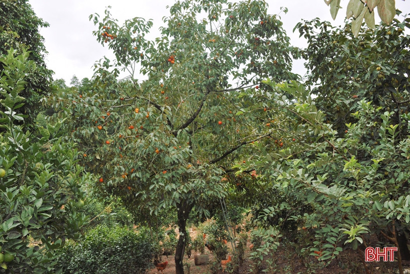 Vì thế, cây cứ ngày một xanh tốt, quả to hơn so với trong vùng.