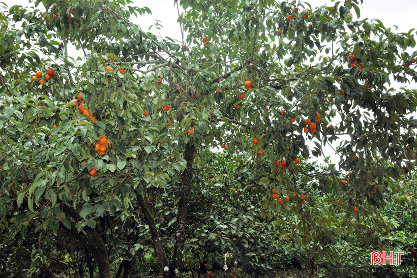  Vườn hồng được trồng cách đây khoảng hơn 10 năm.