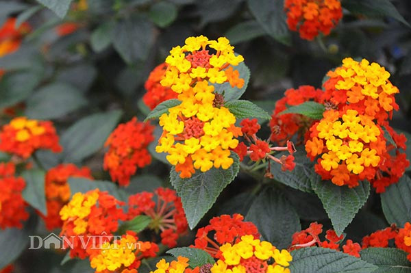 Hoa ngũ sắc ngoài tự nhiên chỉ có một màu, nhưng khi mang về ông đã ghép cây hoa ngũ sắc Thái lên tạo ra cây ngũ sắc cho hoa nhiều màu.