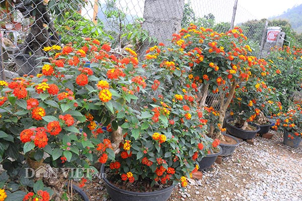 Khu vườn cây ngũ sắc của ông Mão đang đua nhau khoe sắc rực rỡ.