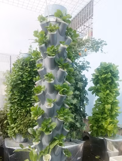 Một bộ dụng cụ để trồng rau theo mô hình khí canh như trên sẽ hết khoảng hơn 2,5 triệu đồng - anh Sơn cho biết. 