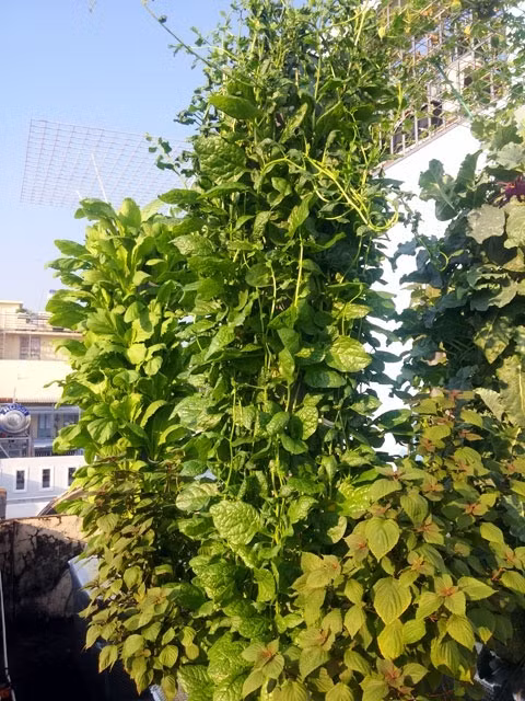 Năm 2016, khi vợ mang bầu, anh Trương Bình Sơn bắt đầu tìm hiểu, quan tâm tới việc trồng vườn rau sạch. Ban đầu, anh nghiên cứu về các hình thức trồng trọt phù hợp với điều kiện nhà phố và túi tiền, trong đó anh đặc biệt ấn tượng với mô hình khí canh. 