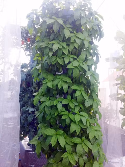 Sau đó, cây được cho vào các hốc, phát triển không cần sự chăm sóc vì có hệ thống khí canh tự chạy hoàn toàn. Anh Sơn lắp thêm phao tự động để bù lại lượng nước hao hụt. Nhờ vậy, anh không cần lo tưới nước, cải tạo đất, bón phân, nhổ cỏ... 