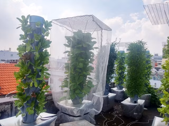 Để đối phó với các loại sâu bệnh, anh Sơn mắc màn bao phủ các trụ cây. Với các loại củ quả, thời gian canh tác rút ngắn hơn khoảng 30% so với thông thường. 