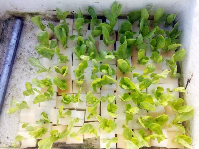 Trong suốt quá trình canh tác, anh Sơn tuyệt nhiên không cần sử dụng đất, xơ dừa, không gây ẩm, nặng sân thượng. Hạt được gieo bên ngoài trên lớp mút dày cho tới khi có 3-4 lá. 