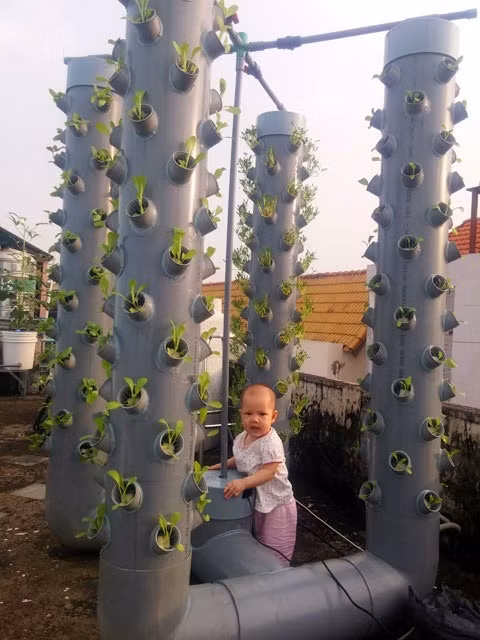 Chia sẻ với PV, anh Sơn nói: "Đây là mô hình tôi làm demo cho các vườn công nghiệp, nhưng lại thích hợp cho các gia đình có ít không gian trồng. Bốn trụ cao 1,7m với hơn 200 hốc xài cùng 1 bồn dung dịch và là cái chân giữ vững trụ, năng suất mỗi trụ tùy loại rau vào khoảng 100gram -200gram. Các loại cây trồng chung này có nồng độ chất dung dịch khí canh gần bằng nhau". 