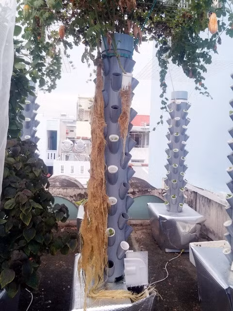 Khi trồng cây dạng này, rễ cây nằm hoàn toàn trong các hốc đặt trên trụ cao. Muối khoáng được bơm hẹn giờ từ bồn dung dịch đặt ở đáy trụ, phun lên trên, tới các hốc cây rồi chảy ngược về bồn. Anh Sơn cho biết, đây cũng được gọi là mô hình thủy canh trụ đứng hồi lưu. 