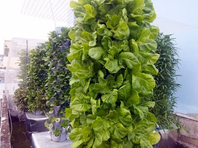 Chia sẻ về những dự định trong thời gian sắp tới, anh Sơn cho hay: "Tôi dự tính thí nghiệm các mô hình khác đẹp và mang nhiều tính năng hơn và rẻ hơn để phục vụ nhu cầu vườn rau xanh, thực phẩm sạch, không gian đẹp của thị trường thành phố".