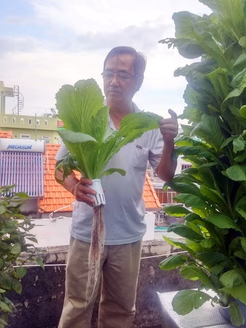 Không phụ công người chăm sóc, sản lượng thu hoạch của anh nông dân phố này rất đáng nể, tính trên m2 khá lớn. Sau một tháng đầu tiên trồng, anh Sơn thu hoạch được 9 kg cải từ một trụ rau. Có đợt thu hoạch nhiều, anh biếu rau cho cả xóm. 