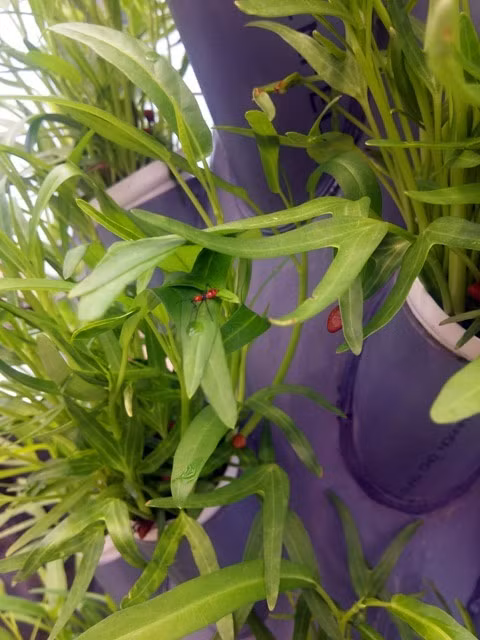 Anh Sơn cho biết, các loại rau thông thường như rau muống sẽ mất khoảng 20 ngày để thu hoạch, rau cải mất khoảng 25 ngày. 