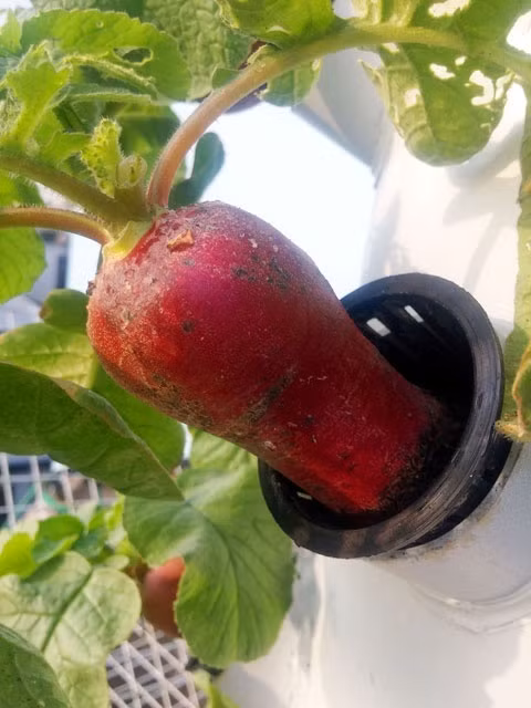 Anh Sơn cũng cho biết thêm, sau khi cho cây con vào hốc của từng trụ thì hệ thống tự chạy hoàn toàn. Anh không cần lo về các vấn đề thời tiết như mưa, nắng, gió, bão, tưới tiêu, bón phân, cải tạo đất, sâu bướm, chiḿ, nhổ cỏ hay trồng cây làm bẩn sàn sân thượng. Hơn nữa, theo nghiên cứu của các giáo sư người Mỹ, trồng rau quả theo mô hình này có thể trồng được tất cả các loại cây thân thảo. Vì vậy, dù thời tiết ở TP.HCM khá nắng nóng nhưng anh vẫn trồng được su hào, dâu tây, cà rốt... 