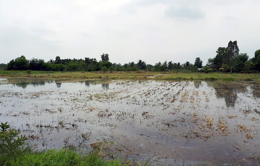 Đại dự án Thành phố xanh vẫn còn là những khu đất trống, đồng ruộng mênh mong nhưng lại là lý do đẩy giá đất của các đầu nậu khu vực này.