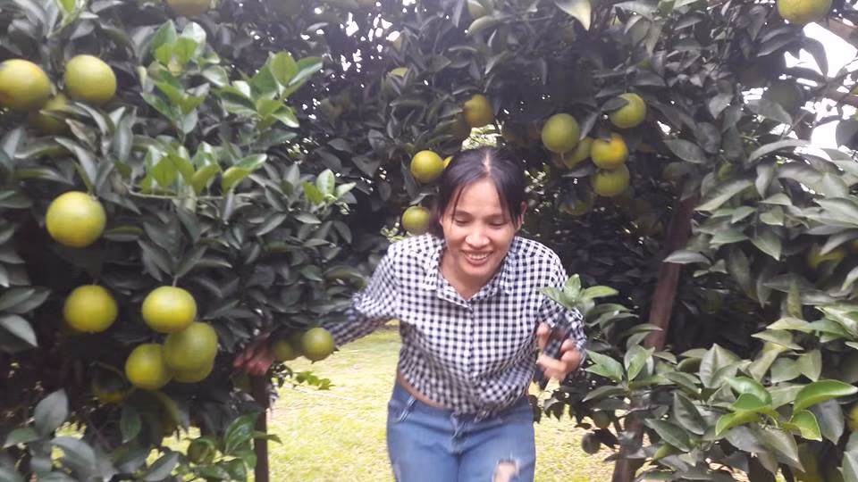 So với các vườn cam ở thủ phủ cam Cao Phong, vườn cam của bà Na được xếp vào dạng đẹp nhất và cho năng suất cao nhất. Bà Na còn cho biết, ai đã vào vườn cam của tôi không muốn ra. Cây cam như thôi miên người xem.