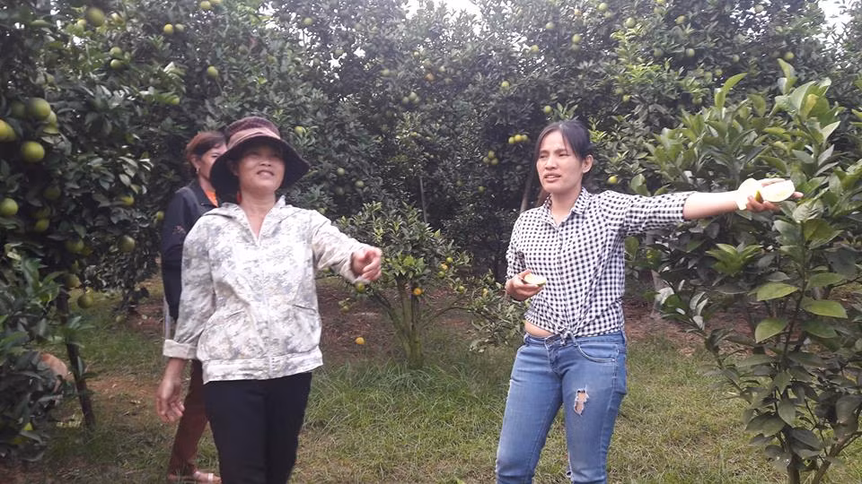 Bí quyết có vườn cam sai quả của bà Na là mỗi năm bón phân làm từ đậu tương cho cây 4 lần.