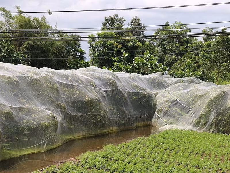 Chuyen la: Giang mung cho man, mac vay cho cam