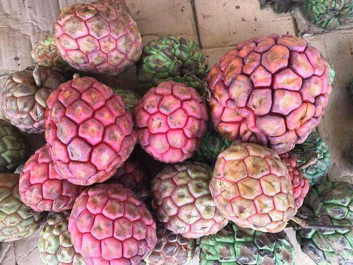 Na rung "khung" nang toi 4kg tien trieu/qua-Hinh-2