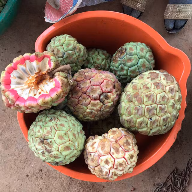 Na rung "khung" nang toi 4kg tien trieu/qua