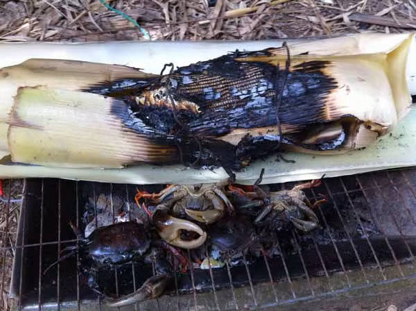 Cá chép to muốn nướng lửa than, phải bỏ bẹ chuối sôi làm cá chín bên trong.