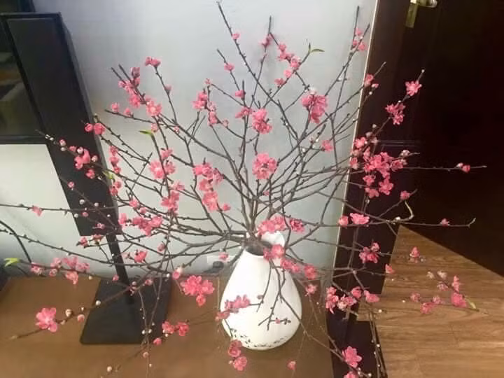 Chua Tet, hoa dao da chay hang-Hinh-5