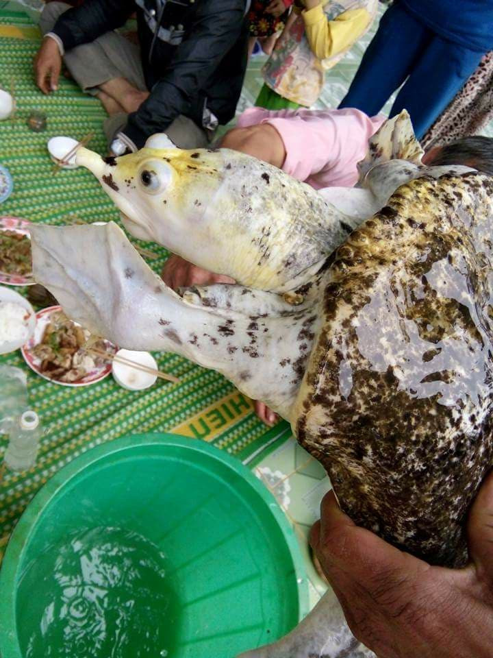 Con ba ba "lạ", nặng khoảng 3kg, toàn thân có màu trắng muốt, vỏ mềm, trên mai có rất nhiều đốm đen.