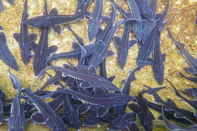 Những đàn cá tầm tung tăng bơi lội hứa hẹn về một tương lai tươi sáng có người Dao ở Khe Tiền.