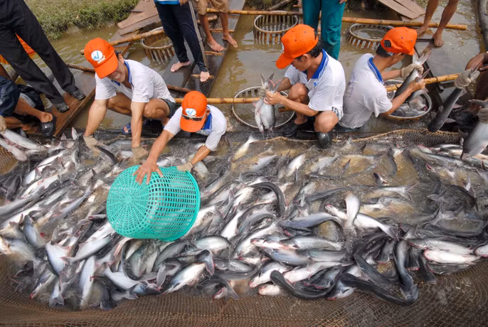 Hinh anh dep ve ca tra tu ao nuoi den nha may-Hinh-7