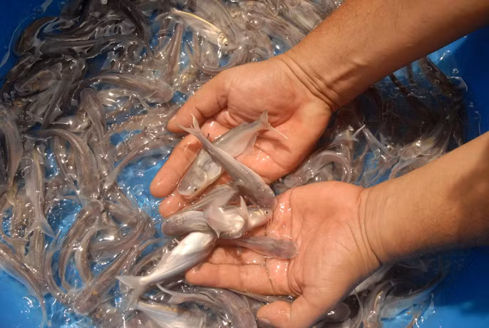 Hinh anh dep ve ca tra tu ao nuoi den nha may-Hinh-3