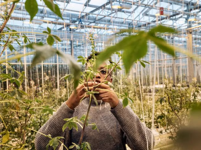 Chiem nguong cac trang trai trong nha kinh dep nhu tranh ve-Hinh-4