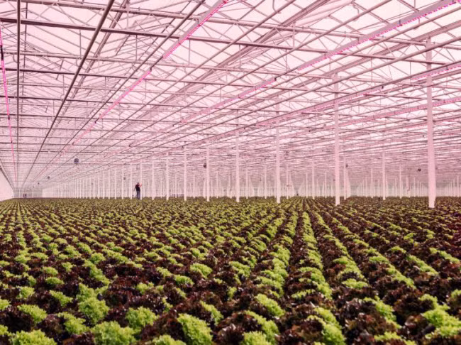 Chiem nguong cac trang trai trong nha kinh dep nhu tranh ve-Hinh-5