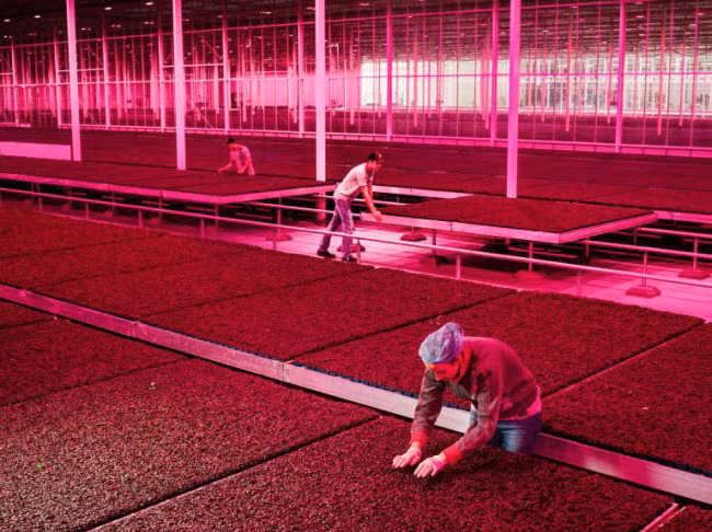 Chiem nguong cac trang trai trong nha kinh dep nhu tranh ve-Hinh-8