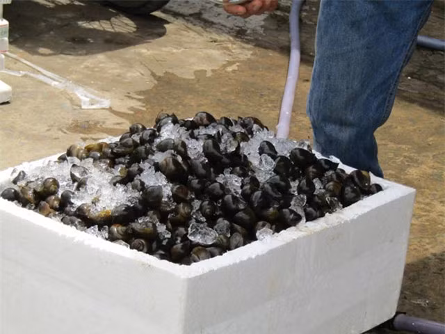 Dua oc buou di may bay, kiem bac trieu moi ngay-Hinh-2