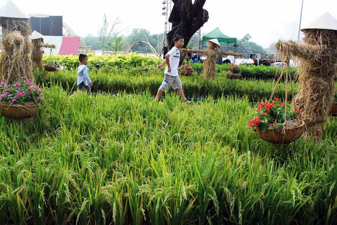 Những cánh đồng lúa, những con đường mòn ở ruộng lúa, mái nhà tranh…rất làng quê được tái hiện ở hội hoa xuân. “Nhìn hình ảnh cánh đồng lúa với những người rơm tôi nhớ nhà quá. Tết này tôi không về nên cũng buồn”, chị Nguyễn Quỳnh Trang ngụ quận 7 chia sẻ.