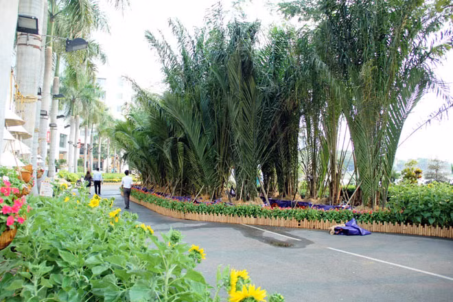 Những ruộng bắp với con đường quanh co, những hàng dừa nước cũng được tái hiện tại hội hoa xuân.