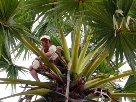 Thu hoạch thốt nốt. Ảnh: T.L.