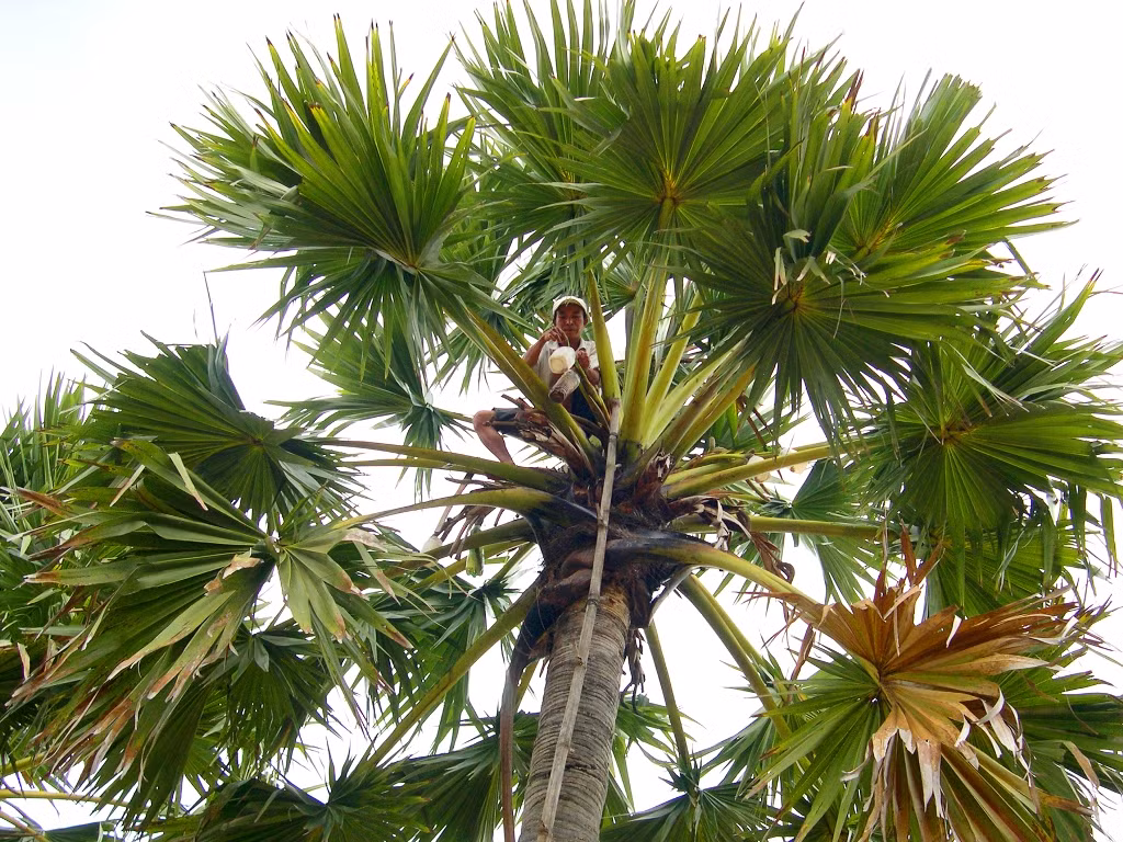 Thu hoạch nước thốt nốt. Ảnh: IT.