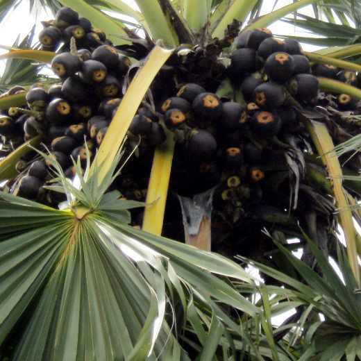 Một cây thốt nốt ra trái rất sai. Ảnh: IT.