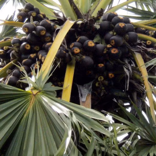 Một cây thốt nốt ra trái rất sai. Ảnh: IT.