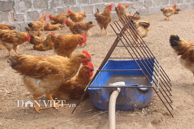 Với sân chơi trên nền cát cho gà, anh Điền để những máng nước to và bơm nước vào cho gà uống. Riêng đối với mô hình nuôi gà trên sân cát, thì rất thích hợp với giống gà ta. Bởi vì những con gà ta thường hay ưa bới, ưa tắm cát. Còn nếu mà dùng mô hình này để nuôi gà siêu thịt thì không được bởi con gà siêu thịt thường ít vận động”.