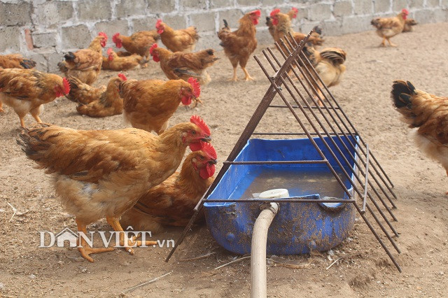 Với sân chơi trên nền cát cho gà, anh Điền để những máng nước to và bơm nước vào cho gà uống. Riêng đối với mô hình nuôi gà trên sân cát, thì rất thích hợp với giống gà ta. Bởi vì những con gà ta thường hay ưa bới, ưa tắm cát. Còn nếu mà dùng mô hình này để nuôi gà siêu thịt thì không được bởi con gà siêu thịt thường ít vận động”.