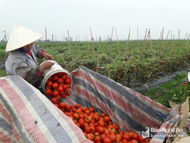 Hiện cà chua quả đều, đẹp được mua với giá khoảng 2.000 đồng/kg.