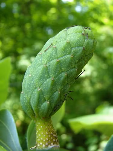 10 loai dua chuot ky di nhat qua dat