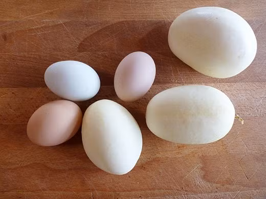 Dưa chuột có vị ngọt nhất: Có vị ngọt nhất trong tất cả các loại dưa chuột, những trái dưa chuột Dragon Egg (trứng rồng) có màu trắng kem với vẻ bề ngoài giống hệt như những quả trứng.