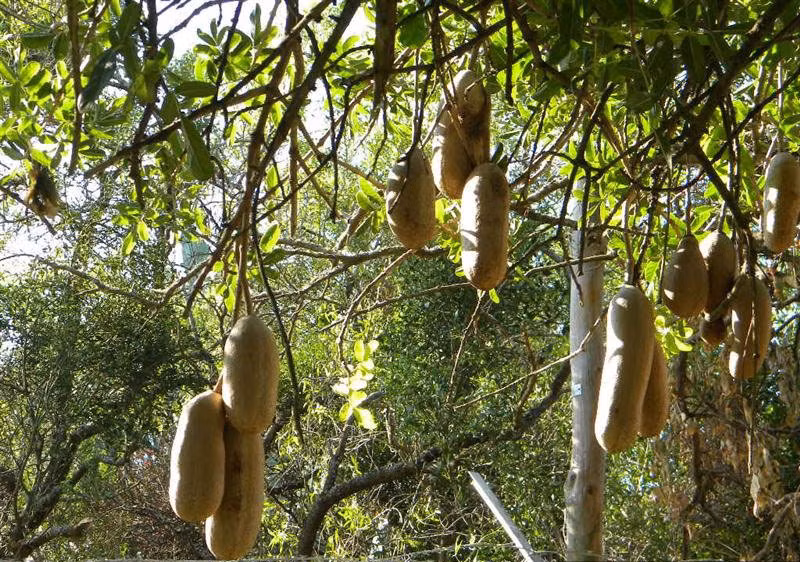 Dưa chuột xúc xích - dưa chuột to nhất: Dưa chuột xúc xích là tên gọi của dưa chuột Kigelia ở Châu Phi. Nhìn bề ngoài, loại dưa chuột kỳ lạ này trông rất giống những chiếc xúc xích khổng lồ bởi chiều dài có thể lên tới 3 mét.