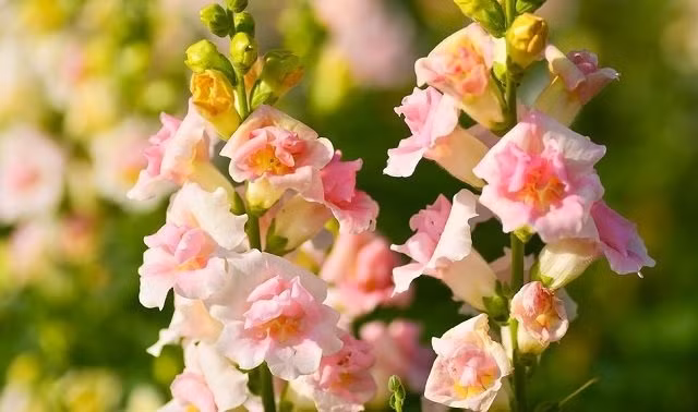 Tuyet chieu giup hoa thom trong vuon no mai khong tan-Hinh-2