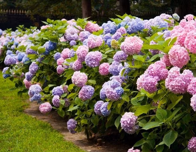 Tuyet chieu giup hoa thom trong vuon no mai khong tan-Hinh-6