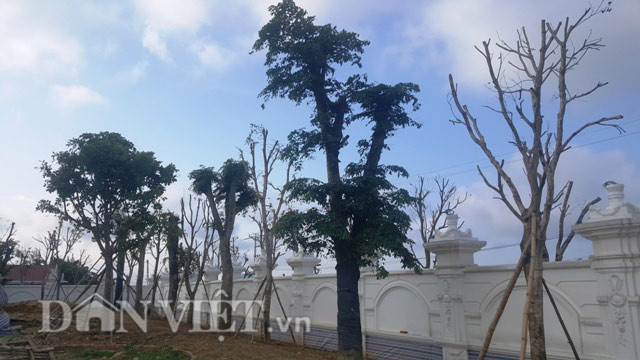 Cột cổng và hàng rào được thiết kế tinh xảo.